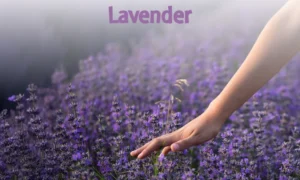 Materac Lussa Materasso